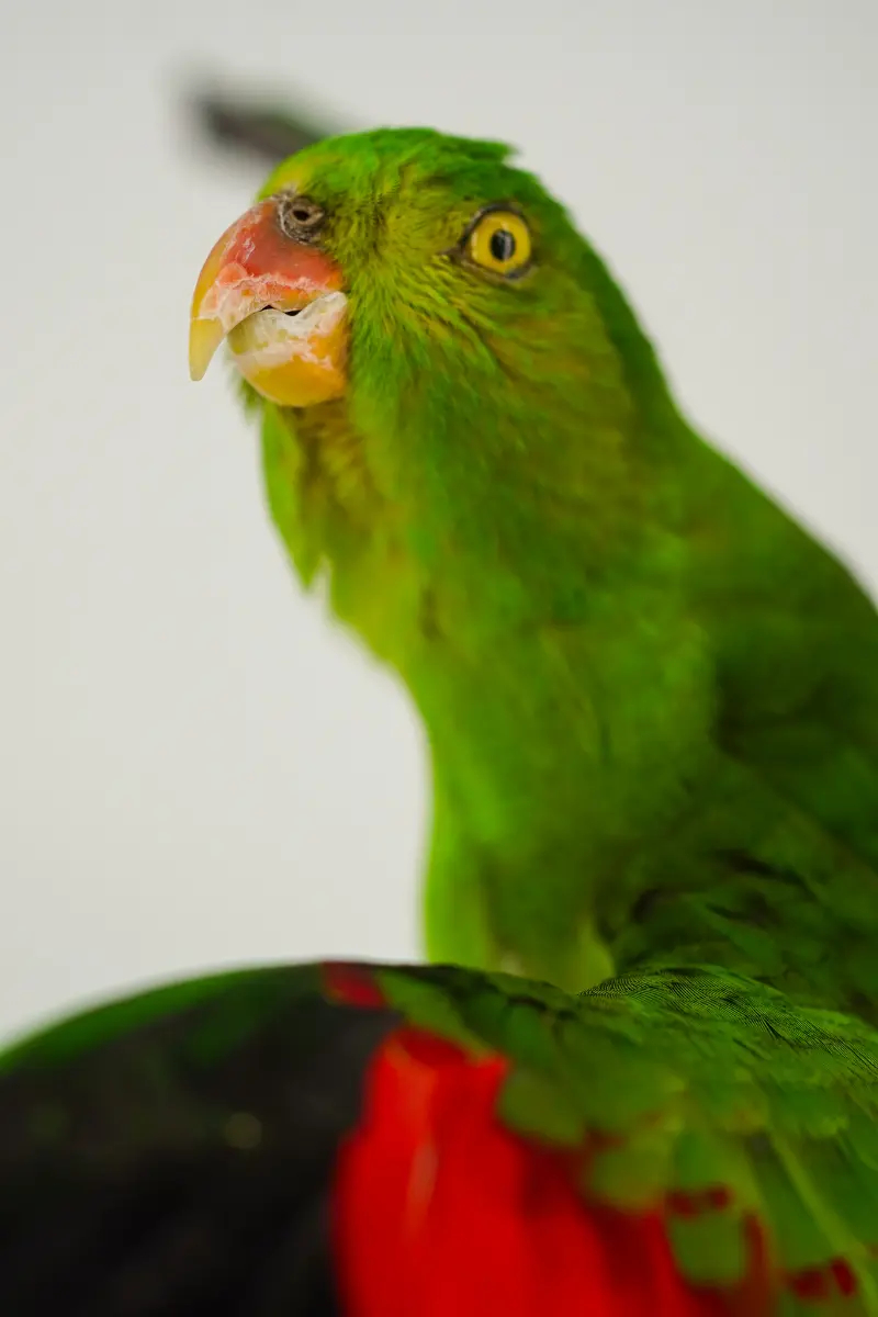 Australische koningsparkiet - Afbeelding 5