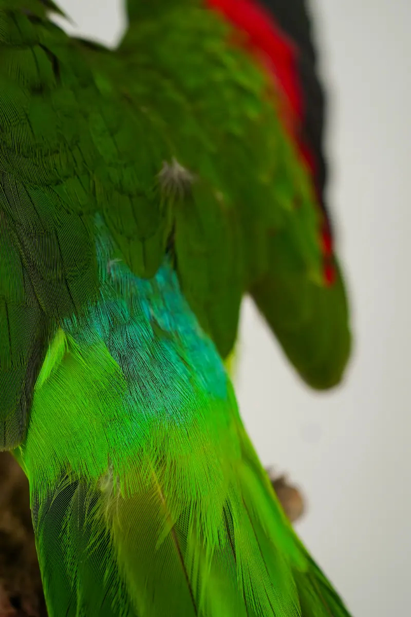 Australische koningsparkiet - Afbeelding 4