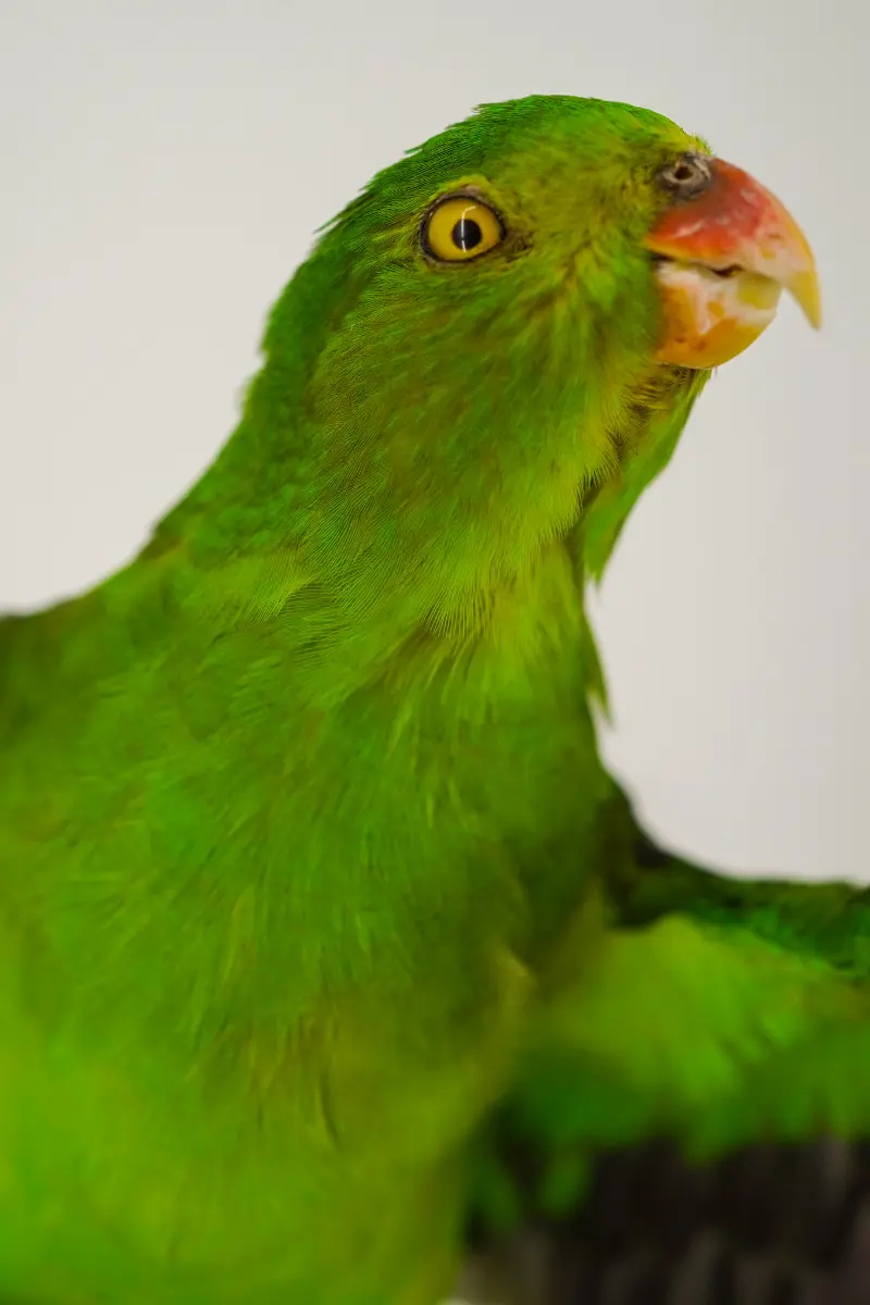Australische koningsparkiet - Afbeelding 3