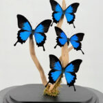 Ulysses vlinder onder stolp