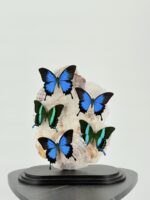 Papilio ulyssus en blumei onder stolp