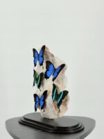 Papilio ulyssus en blumei onder stolp - Afbeelding 12