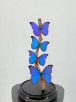 Vier blauwe morpho's onder stolp - Afbeelding 4