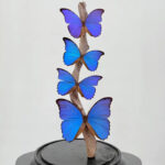 Vier blauwe morpho's onder stolp