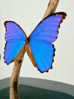 Blauwe Morpho vlinder op voet – foto 7