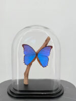Blauwe Morpho vlinder op voet – foto 4