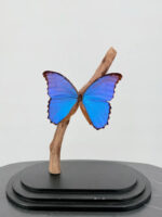 Blauwe Morpho vlinder op voet