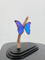 Blauwe Morpho vlinder op voet – foto 6