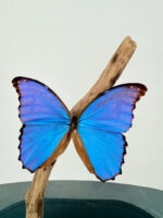 Blauwe Morpho vlinder op voet – foto 2