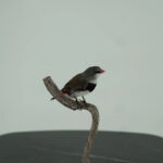Diamant vink