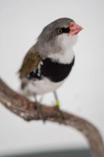 Diamant vink – foto 4