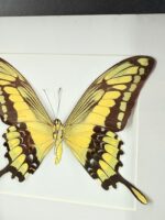 Gele zwaluwstaart in lijst - Afbeelding 3