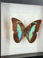 Turquoise bladvlinder in zwarte lijst - Afbeelding 3