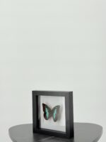 Turquoise bladvlinder in zwarte lijst - Afbeelding 5