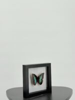 Turquoise bladvlinder in zwarte lijst - Afbeelding 4