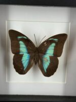 Turquoise bladvlinder in zwarte lijst