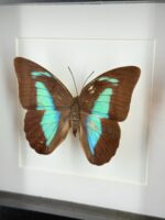 Turquoise bladvlinder in zwarte lijst - Afbeelding 2