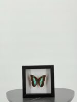 Turquoise bladvlinder in zwarte lijst - Afbeelding 6