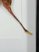 Atlasvlinder in lijst - Afbeelding 8