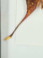 Atlasvlinder in lijst - Afbeelding 2