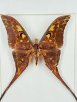 Atlasvlinder in lijst