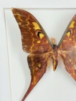 Atlasvlinder in lijst - Afbeelding 5