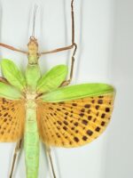 Gevlekte oranjewing sabelsprinkhaan specimen - Afbeelding 2
