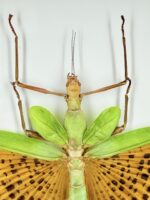 Gevlekte oranjewing sabelsprinkhaan specimen - Afbeelding 11