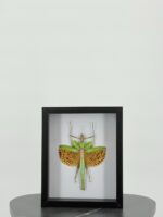 Gevlekte oranjewing sabelsprinkhaan specimen - Afbeelding 9