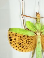 Gevlekte oranjewing sabelsprinkhaan specimen - Afbeelding 3