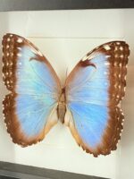 Blauwe morpho in lijst - Afbeelding 3