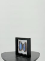 Blauwe morpho in lijst - Afbeelding 5