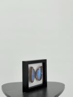 Blauwe morpho in lijst - Afbeelding 4