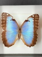 Blauwe morpho in lijst