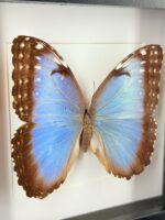 Blauwe morpho in lijst - Afbeelding 2
