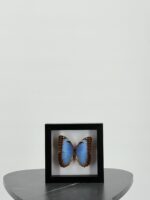 Blauwe morpho in lijst - Afbeelding 6