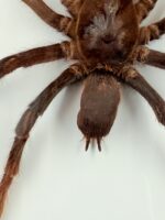 Goliathvogelspin (Theraphosa) in lijst - Afbeelding 5
