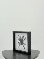 Goliathvogelspin (Theraphosa) in lijst - Afbeelding 7