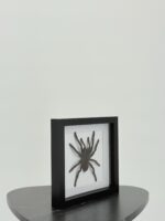 Goliathvogelspin (Theraphosa) in lijst - Afbeelding 6