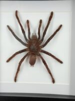 Goliathvogelspin (Theraphosa) in lijst - Afbeelding 4