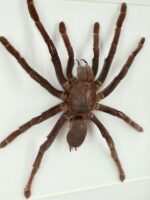 Goliathvogelspin (Theraphosa) in lijst - Afbeelding 3