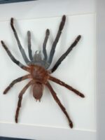 Goliathvogelspin (Theraphosa) in lijst