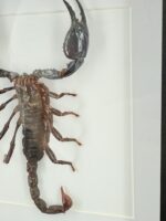 Opgezette Schorpioen in Lijst – foto 2