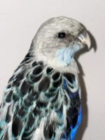 Blauwe Rosella - Afbeelding 2