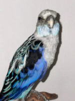 Blauwe Rosella - Afbeelding 4