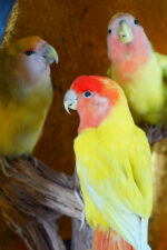Trio lutino perzikkopagapornis in ovaal - Afbeelding 6