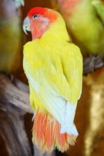 Trio lutino perzikkopagapornis in ovaal - Afbeelding 7