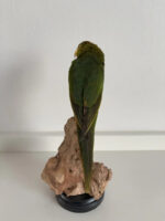 Groene Lori - Afbeelding 4