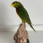 Groene Lori