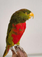 Groene Lori - Afbeelding 3